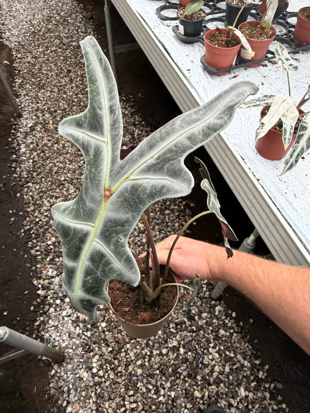 Alocasia Nobilis pink