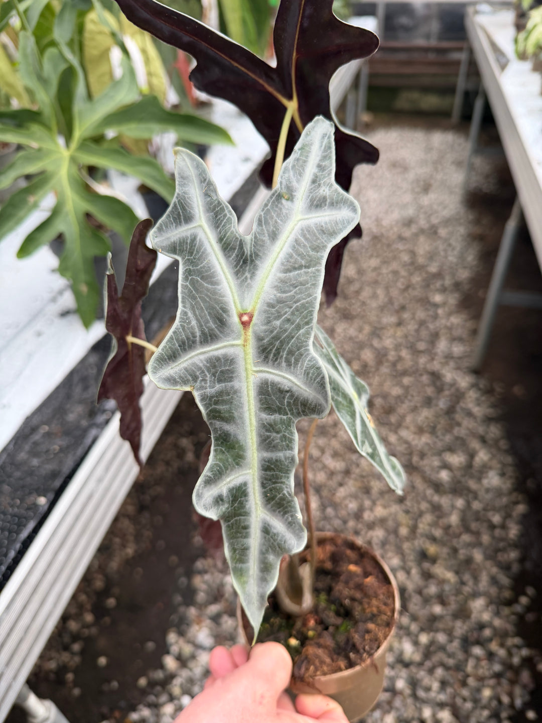 Alocasia Nobilis pink