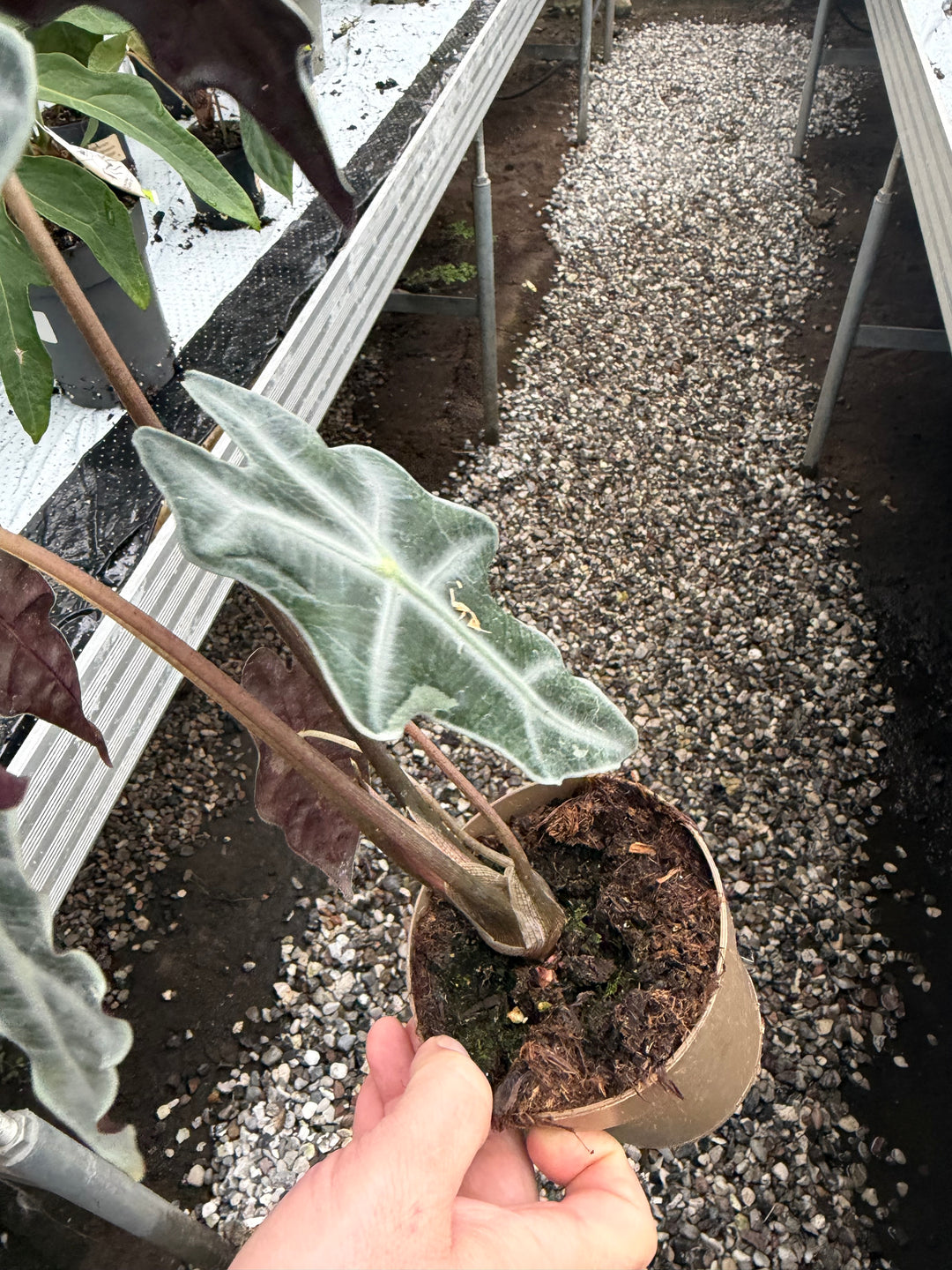 Alocasia Nobilis pink