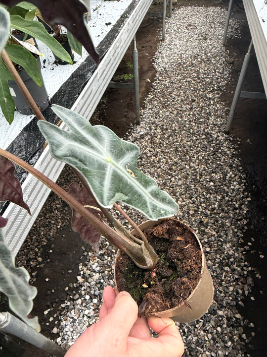 Alocasia Nobilis pink