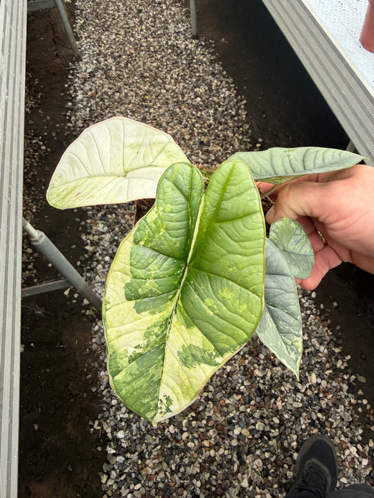 Alocasia platinium albo