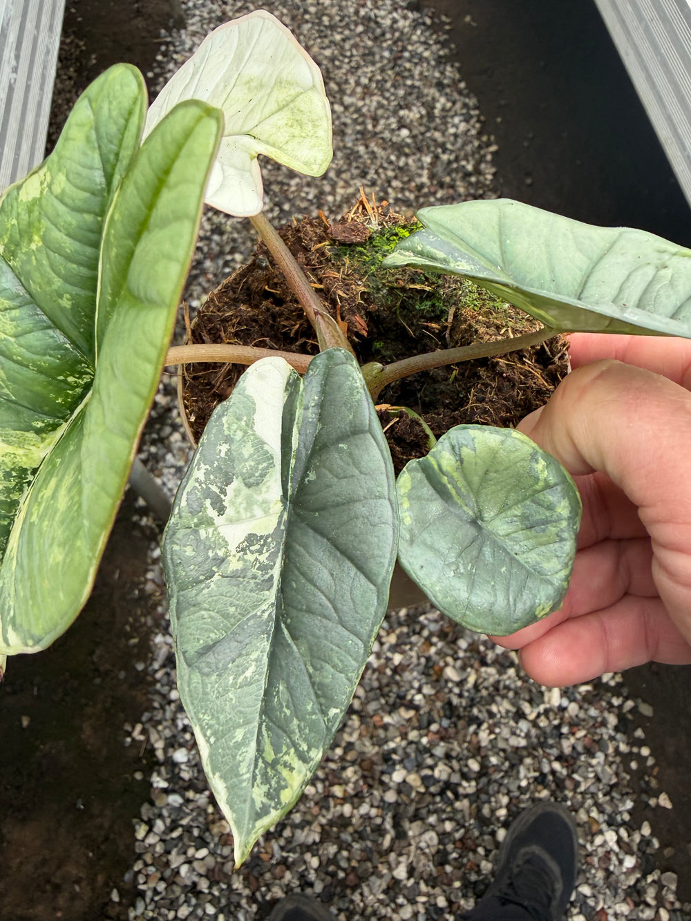 Alocasia platinium albo