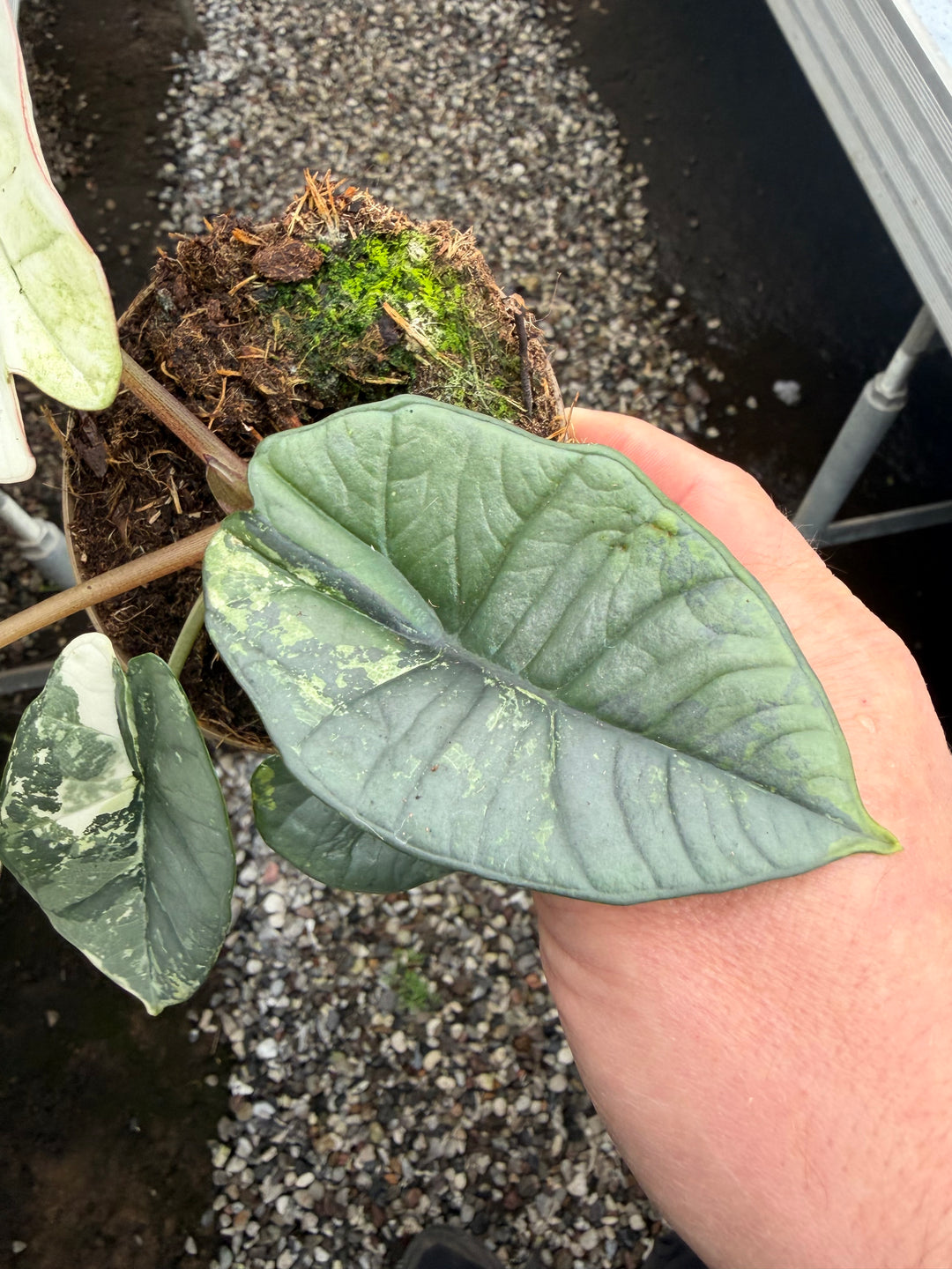Alocasia platinium albo
