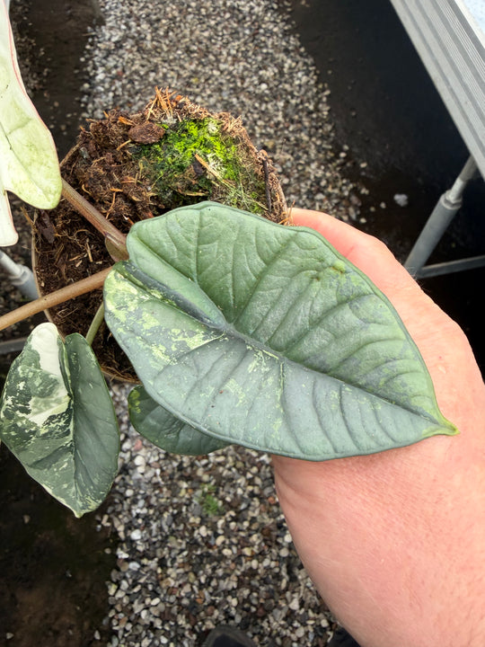 Alocasia platinium albo