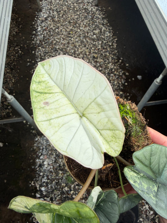 Alocasia platinium albo