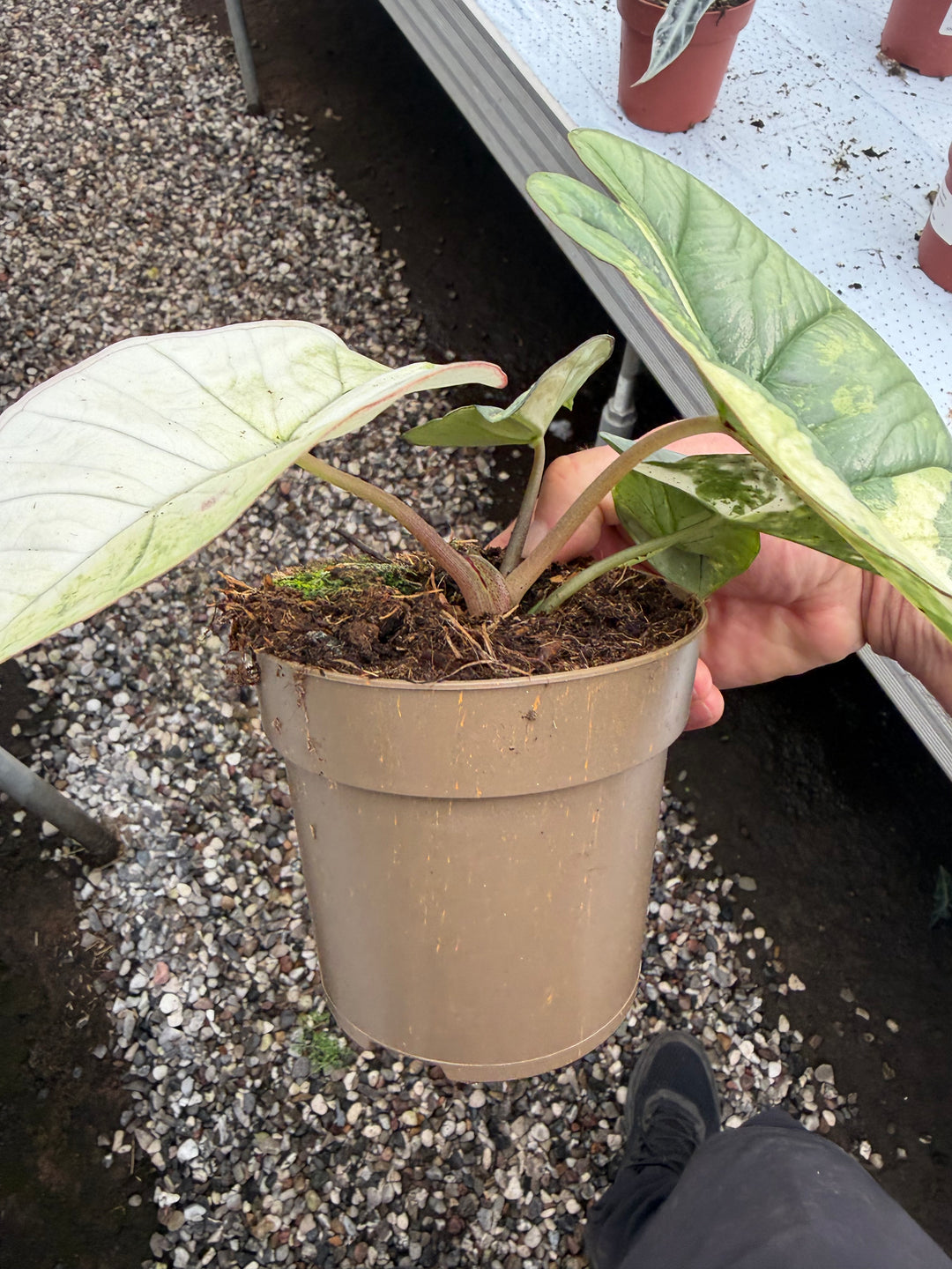 Alocasia platinium albo