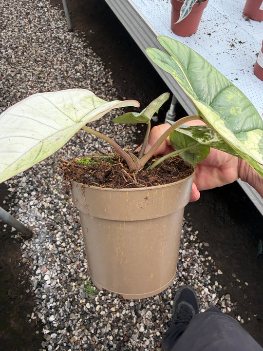 Alocasia platinium albo