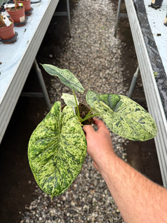 Alocasia dragon scale mint