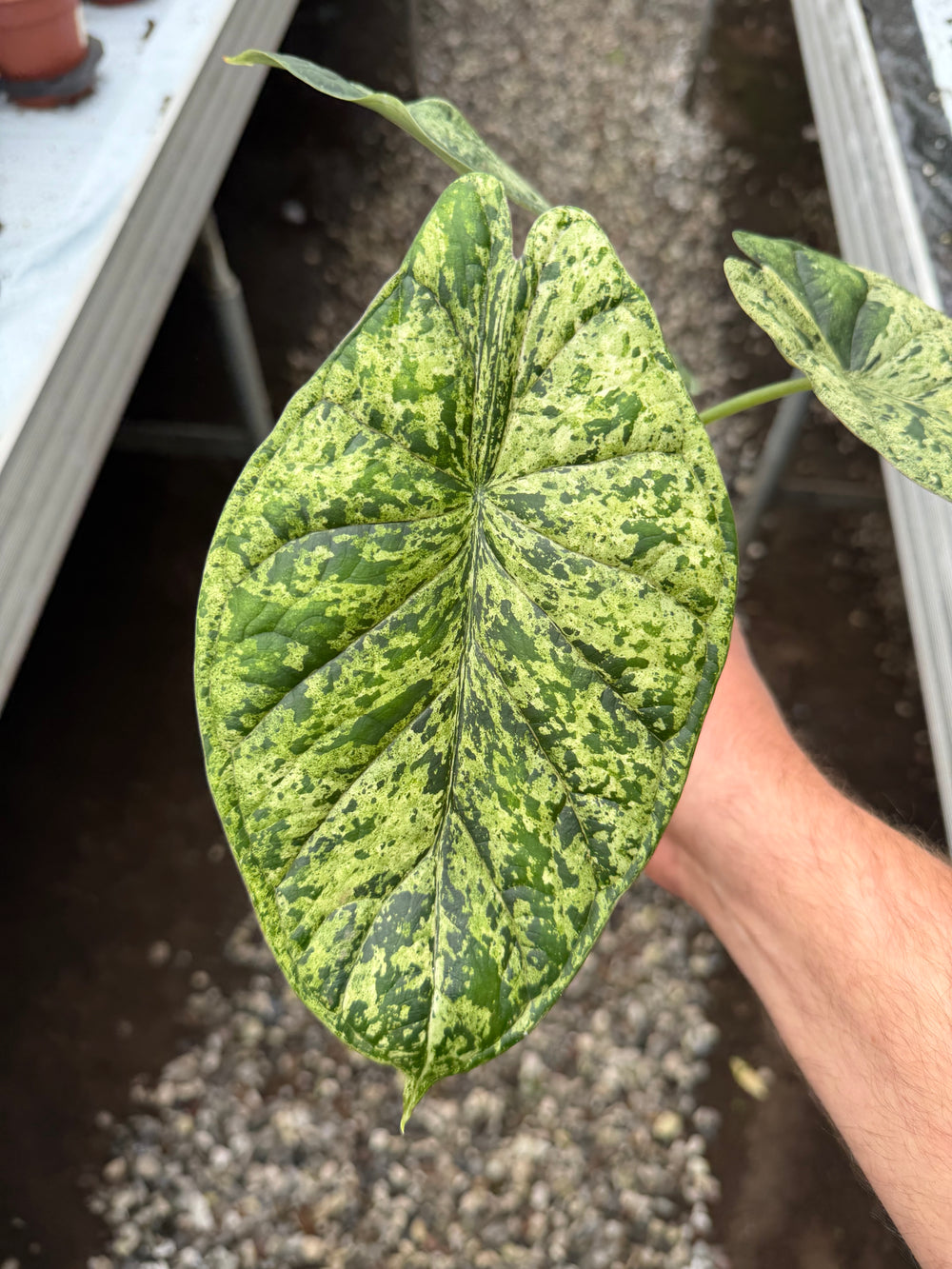Alocasia dragon scale mint