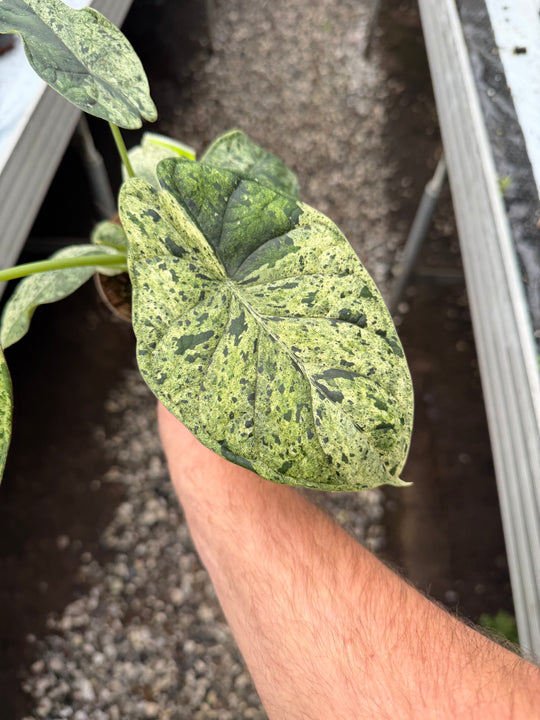 Alocasia dragon scale mint
