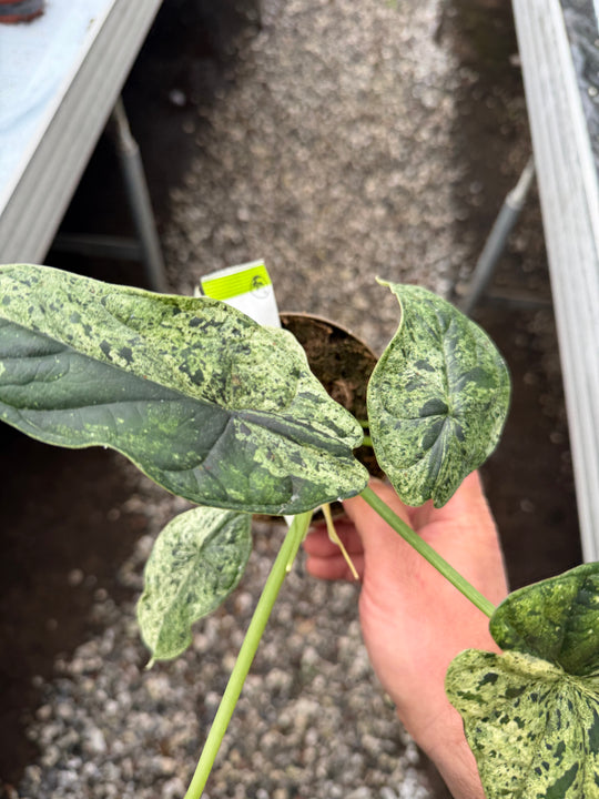 Alocasia dragon scale mint