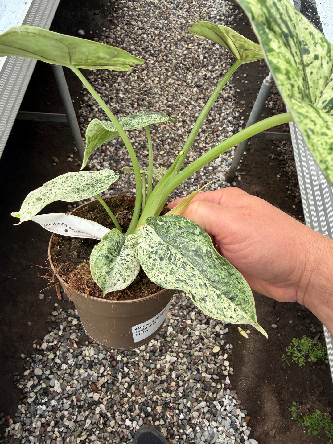 Alocasia dragon scale mint