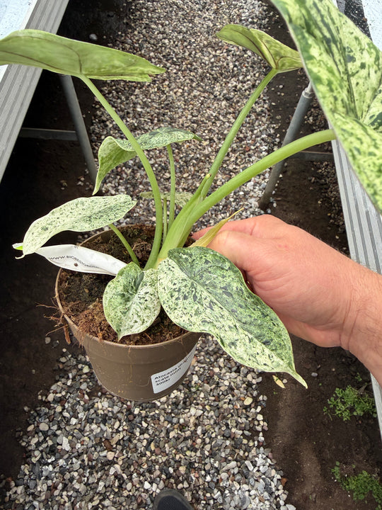 Alocasia dragon scale mint
