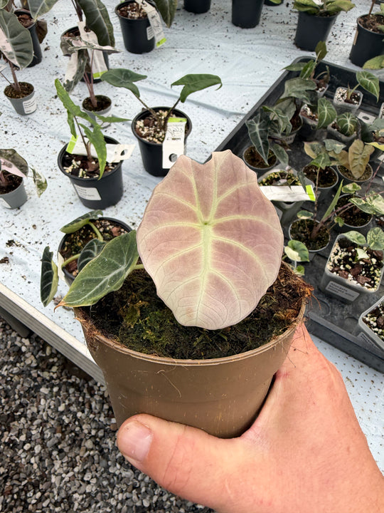 Alocasia Black velvet pink