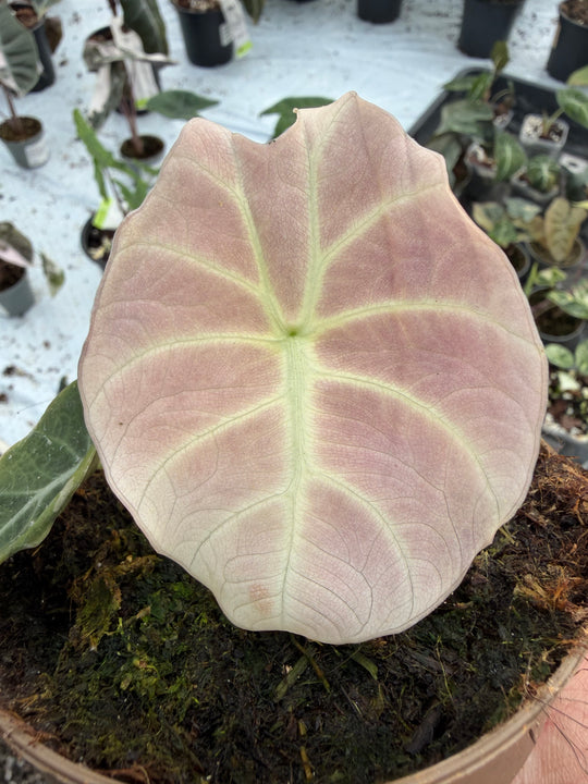 Alocasia Black velvet pink