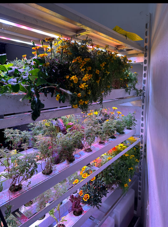 NFT Professional Salad + Edible Flowers