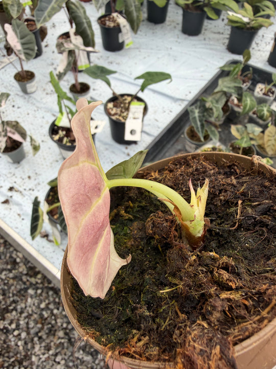Alocasia Black velvet pink