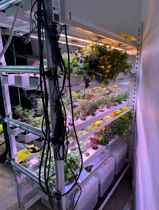 NFT Professional Salad + Edible Flowers