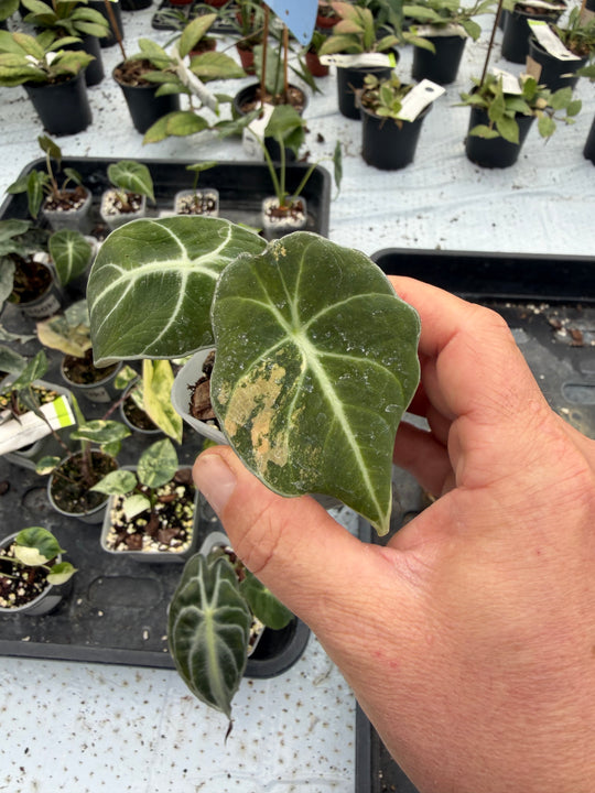Alocasia Black Velvet Gold