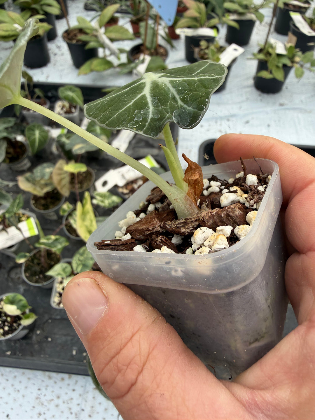 Alocasia Black Velvet Gold