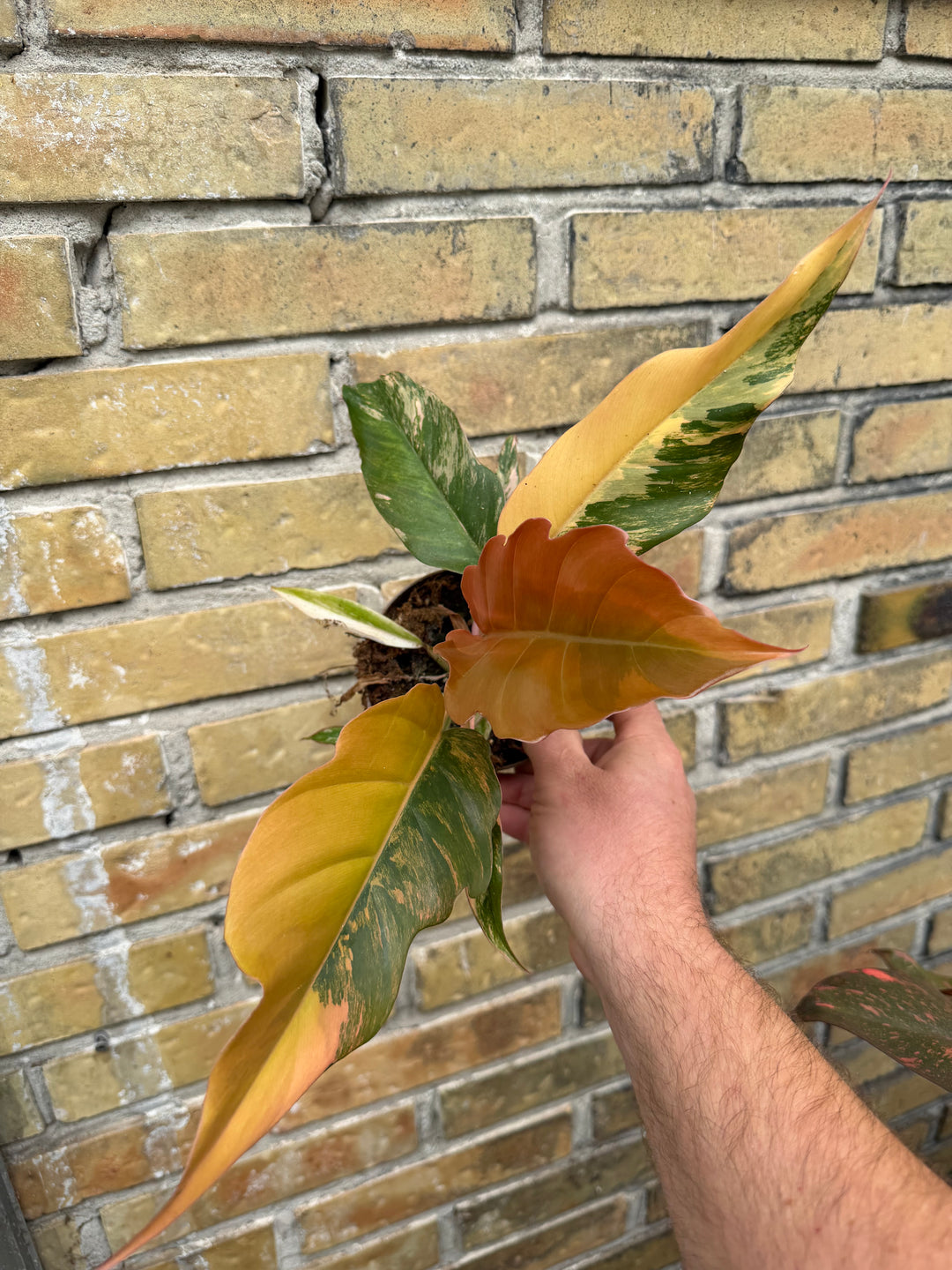 Philodendron caramel marble