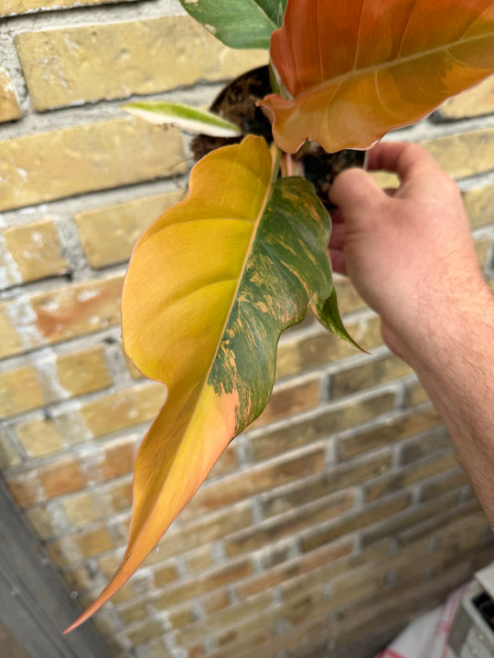 Philodendron caramel marble