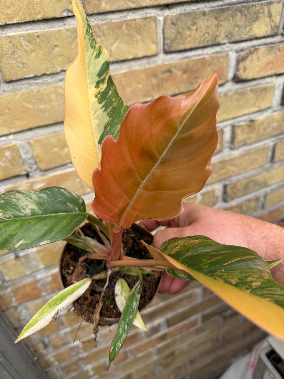 Philodendron caramel marble