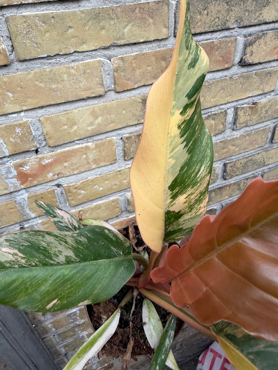 Philodendron caramel marble