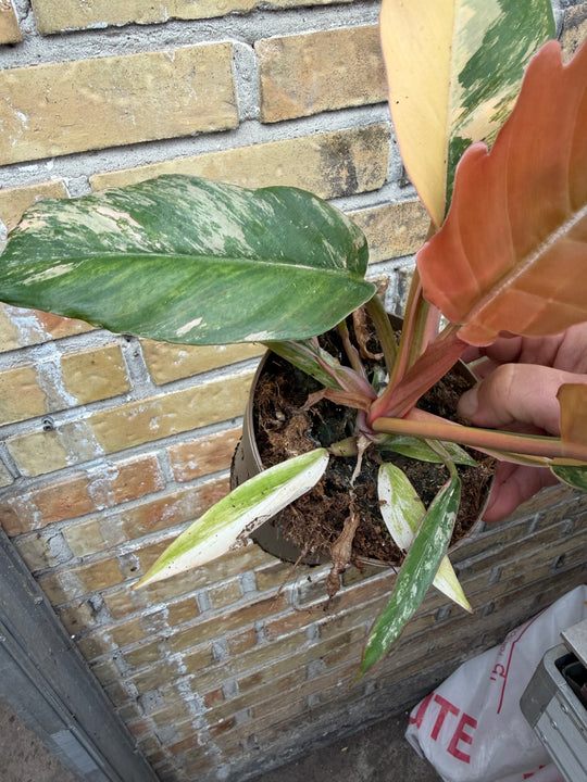 Philodendron caramel marble