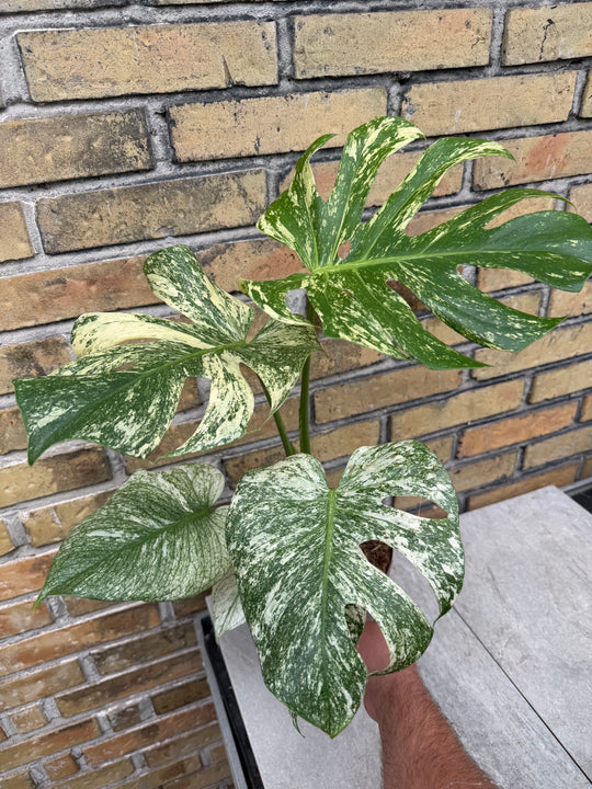 Monstera mint hakuun XXL