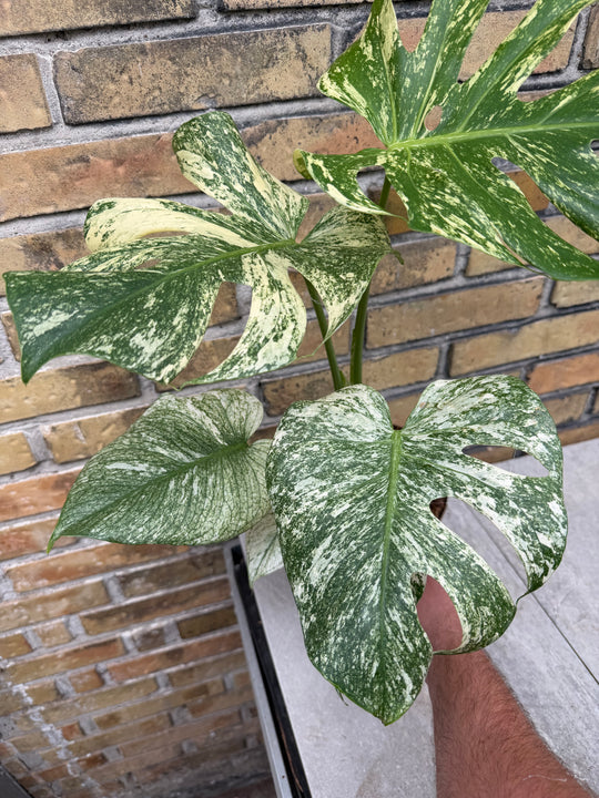 Monstera mint hakuun XXL