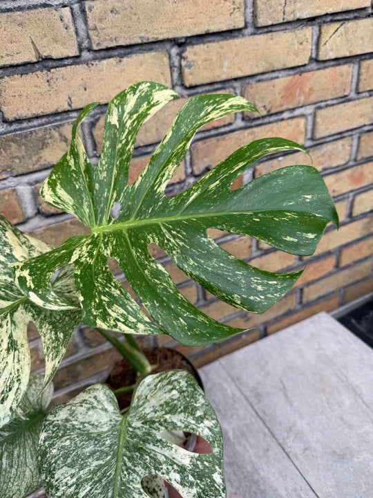 Monstera mint hakuun XXL