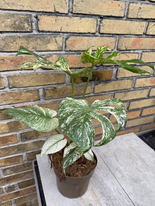 Monstera mint hakuun XXL