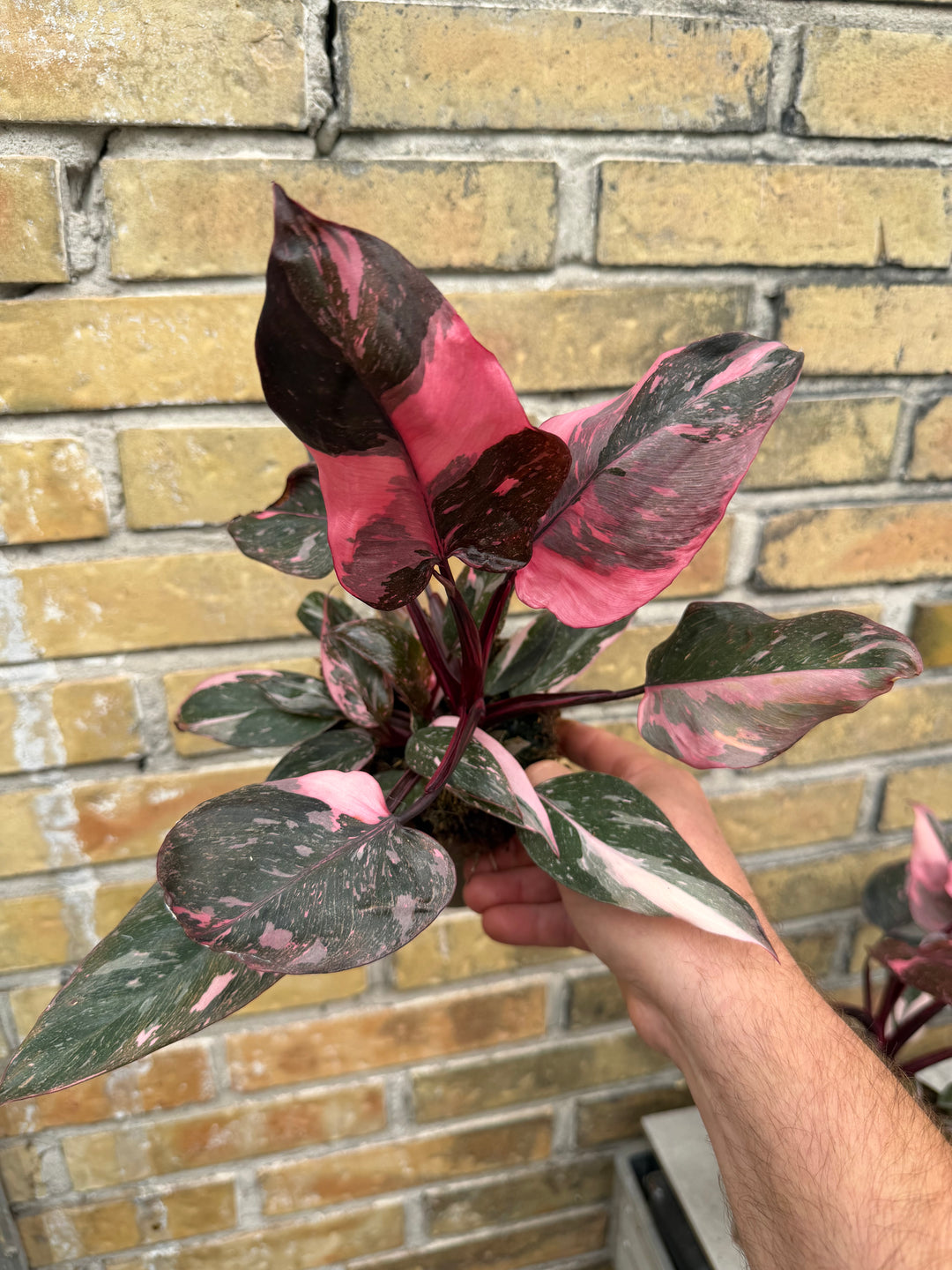 Philodendron pink princess marble