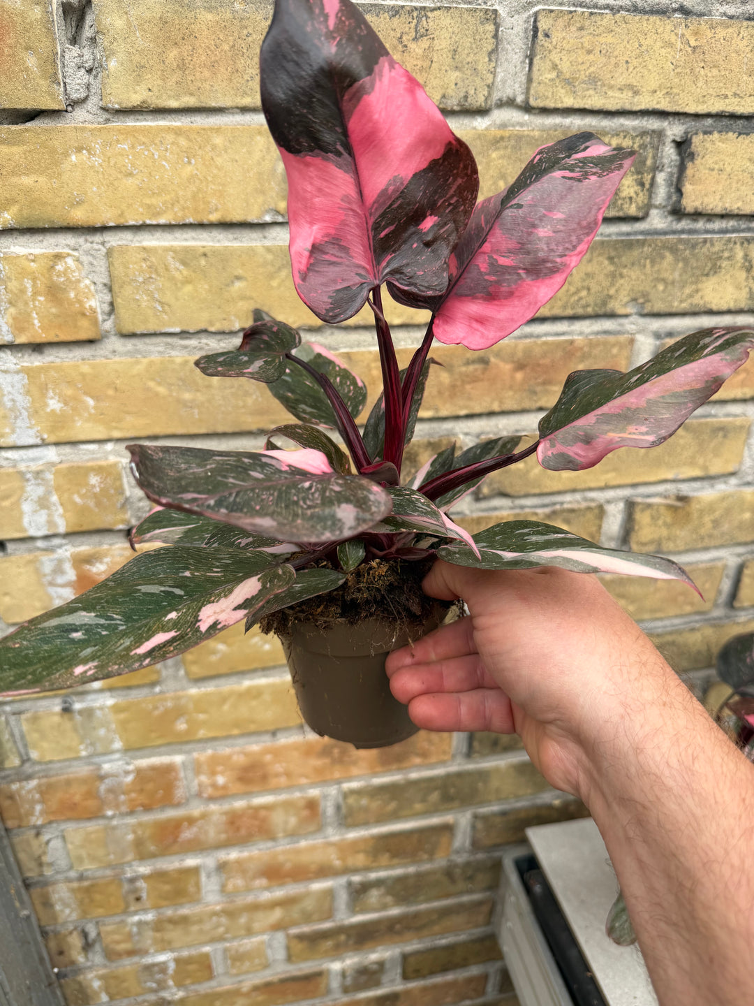 Philodendron pink princess marble