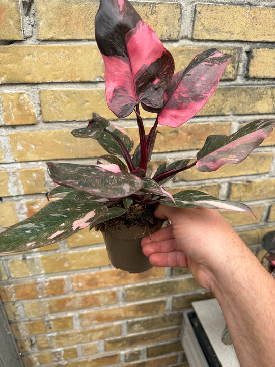 Philodendron pink princess marble