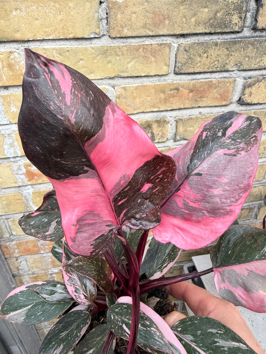 Philodendron pink princess marble