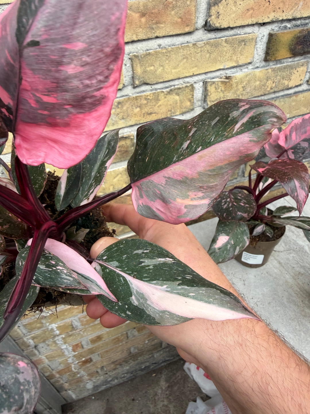 Philodendron pink princess marble