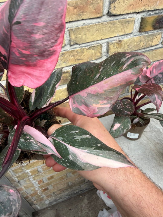 Philodendron pink princess marble