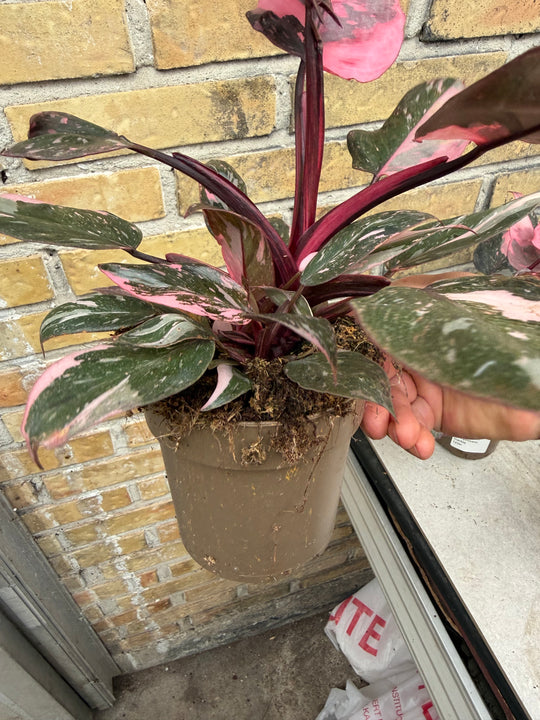 Philodendron pink princess marble