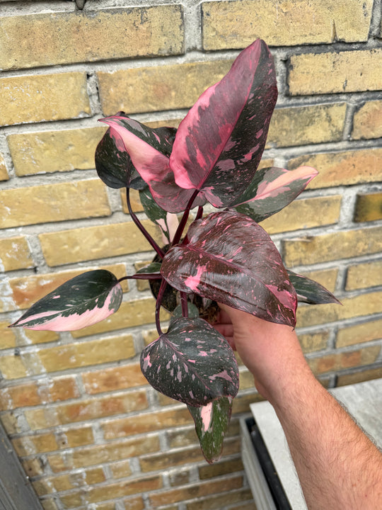 Philodendron pink princess mutation