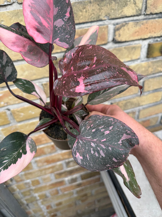 Philodendron pink princess mutation