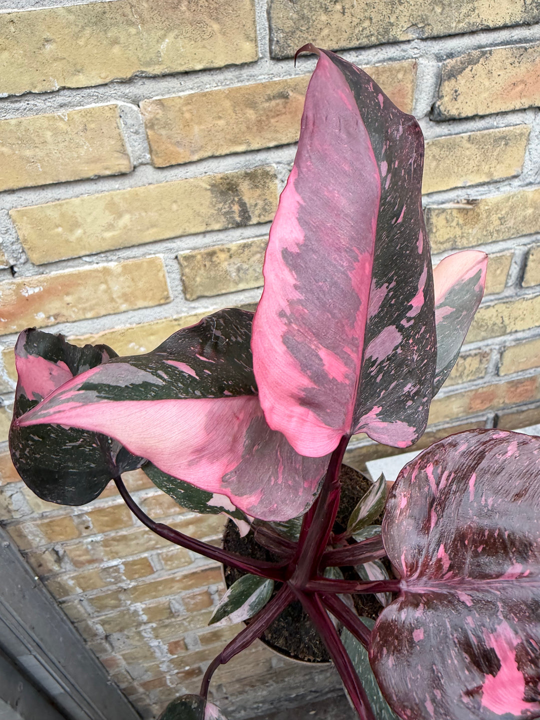 Philodendron pink princess mutation
