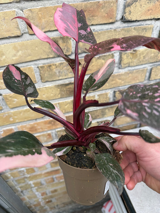 Philodendron pink princess mutation