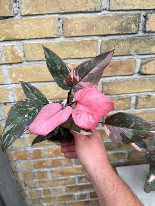 Philodendron pink princess mutation 2