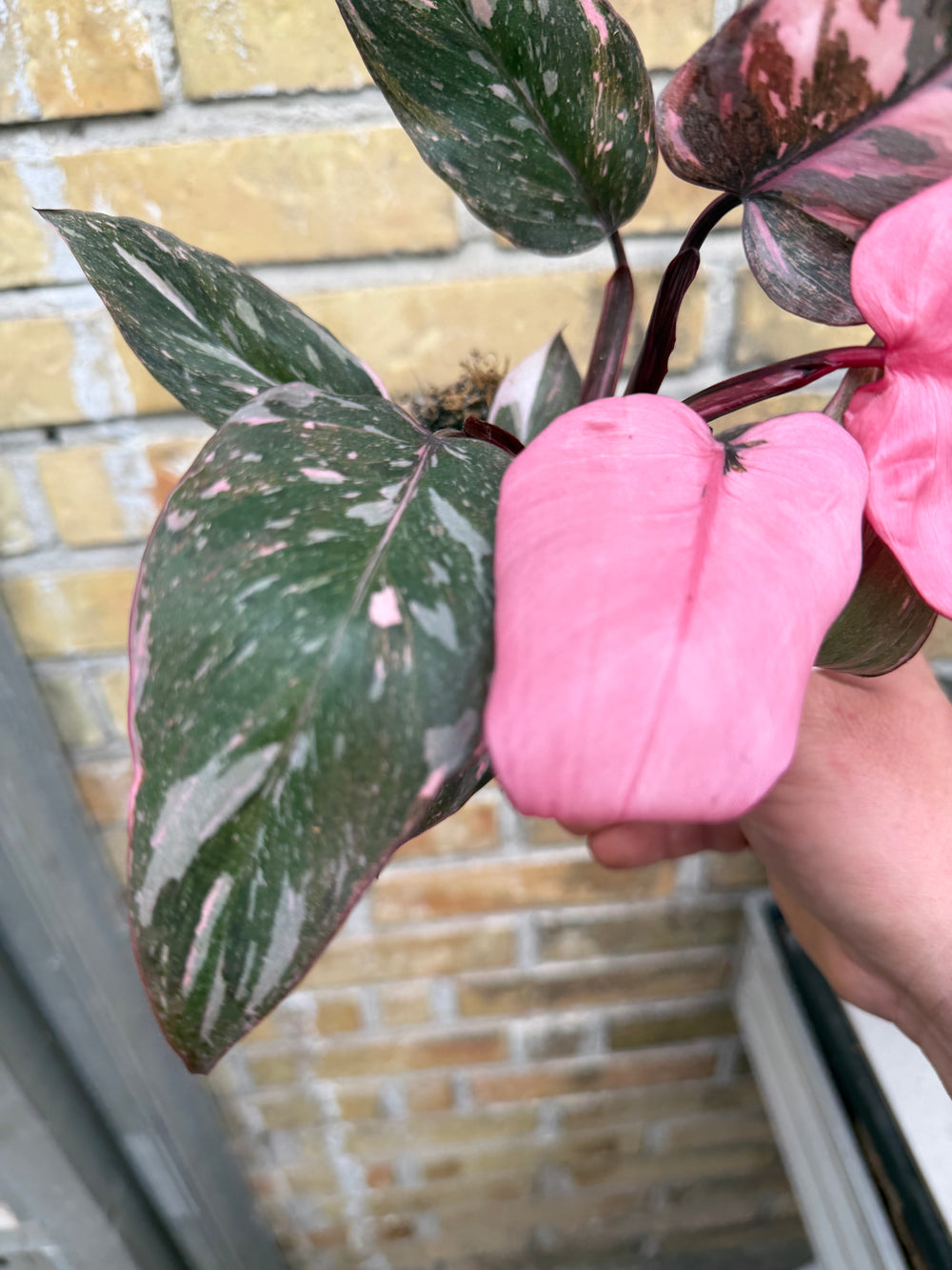 Philodendron pink princess mutation 2