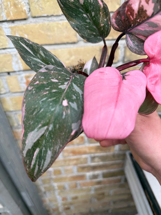 Philodendron pink princess mutation 2