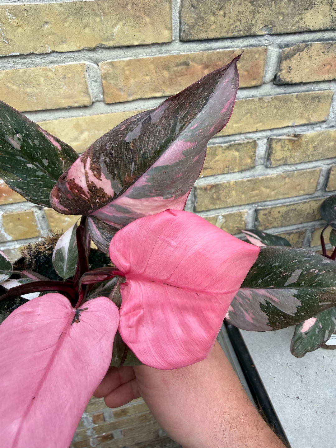 Philodendron pink princess mutation 2