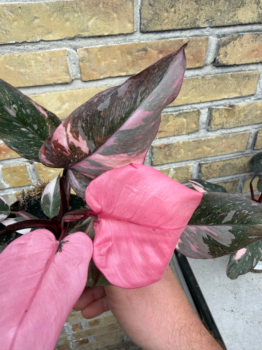 Philodendron pink princess mutation 2