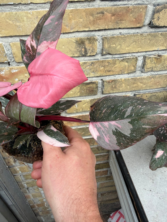 Philodendron pink princess mutation 2